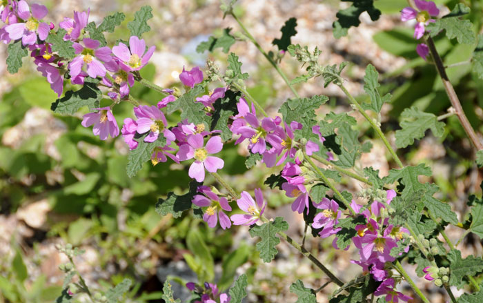 Sphaeralcea ambigua, Desert Globemallow